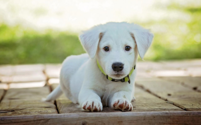 Assurer votre chien contre les imprévus